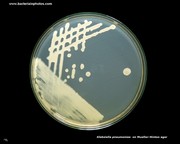 mueller hinton agar with klebsiella